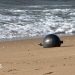 Australia probes mystery space balls that washed up on beach Australia probes mystery space balls that washed up on beach