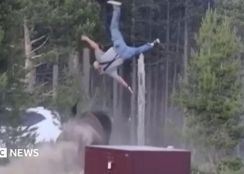 Bisonte embiste a un anciano en Yellowstone y lo arroja al cielo