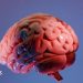 Cómo los científicos indios están trazando el mapa de la última frontera del cerebro Cómo los científicos indios están trazando el mapa de la última frontera del cerebro