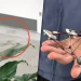 Crearon un dron que engaña al ojo humano y desaparece en el aire