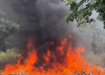El Inacif destruye cerca de una tonelada de drogas