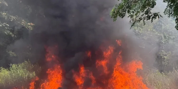 El Inacif destruye cerca de una tonelada de drogas