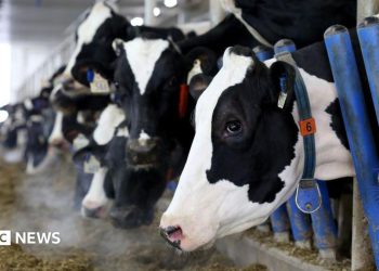 El 'poderoso' sector lácteo de Canadá está en la mira comercial de Trump