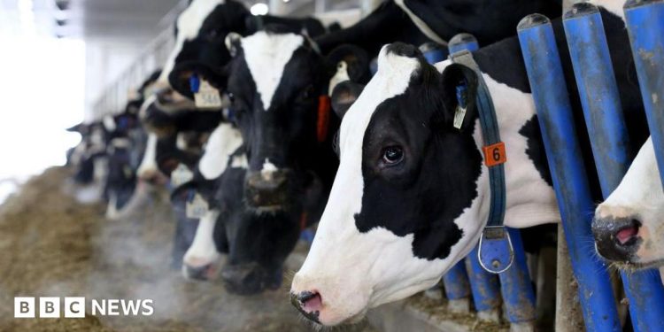 El 'poderoso' sector lácteo de Canadá está en la mira comercial de Trump El 'poderoso' sector lácteo de Canadá está en la mira comercial de Trump