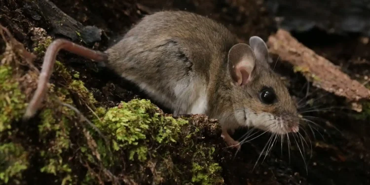 El secreto genético de un ratón que vive en los Andes y que podría ayudar a tratar enfermedades cardíacas y cáncer El secreto genético de un ratón que vive en los Andes y que podría ayudar a tratar enfermedades cardíacas y cáncer