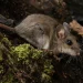 El secreto genético de un ratón que vive en los Andes y que podría ayudar a tratar enfermedades cardíacas y cáncer El secreto genético de un ratón que vive en los Andes y que podría ayudar a tratar enfermedades cardíacas y cáncer