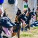 AERODOM blinda la seguridad aeroportuaria dominicana con 18 nuevos perros K9 antiexplosivos Infotur Dominicano » AERODOM entrega 18 perros K9 especializados en detección de explosivos al CESAC para fortalecer la seguridad aeroportuaria
