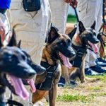 Infotur Dominicano » AERODOM entrega 18 perros K9 especializados en detección de explosivos al CESAC para fortalecer la seguridad aeroportuaria