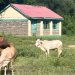 Kenya's vanishing rural schools - and why a new curriculum may be to blame Kenya's vanishing rural schools - and why a new curriculum may be to blame