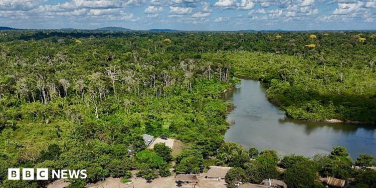 La Amazonía brasileña sufre una fuerte disminución de la superficie quemada en 2025