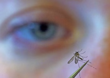 Los CDC instan a las personas a prevenir las picaduras de mosquitos a medida que la temporada del virus del Nilo Occidental comienza temprano