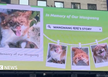 Los amantes de los animales de China luchan contra el abuso fuera de línea y en el extranjero