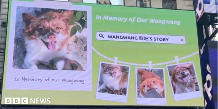 Los amantes de los animales de China luchan contra el abuso fuera de línea y en el extranjero