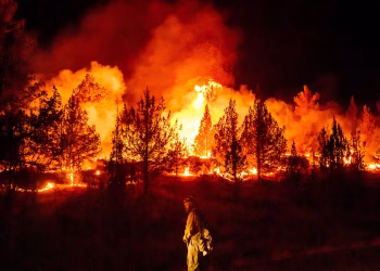 Los incendios forestales son más extremos en Europa y América del Norte