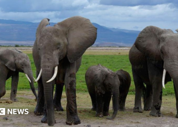 Muertes de elefantes en Amboseli: el Servicio de Vida Silvestre de Kenia sospecha que el cianuro en el pesticida para tomates es la causa