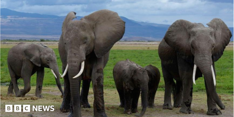 Muertes de elefantes en Amboseli: el Servicio de Vida Silvestre de Kenia sospecha que el cianuro en el pesticida para tomates es la causa Muertes de elefantes en Amboseli: el Servicio de Vida Silvestre de Kenia sospecha que el cianuro en el pesticida para tomates es la causa