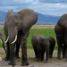 Muertes de elefantes en Amboseli: el Servicio de Vida Silvestre de Kenia sospecha que el cianuro en el pesticida para tomates es la causa Muertes de elefantes en Amboseli: el Servicio de Vida Silvestre de Kenia sospecha que el cianuro en el pesticida para tomates es la causa