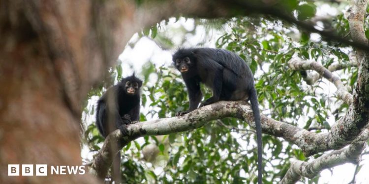 New monkey species with orange lips found 'hiding' in DRC forest New monkey species with orange lips found 'hiding' in DRC forest