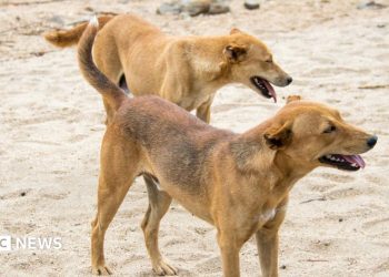 Residentes de Hossana obligados a matar a sus propios perros tras las muertes por rabia en Etiopía