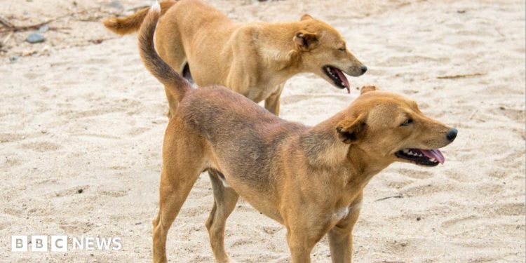 Residentes de Hossana obligados a matar a sus propios perros tras las muertes por rabia en Etiopía