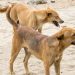 Residentes de Hossana obligados a matar a sus propios perros tras las muertes por rabia en Etiopía Residentes de Hossana obligados a matar a sus propios perros tras las muertes por rabia en Etiopía