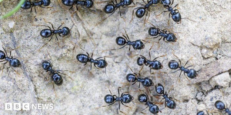 South Korea: Michelin-starred restaurateur faces jail for using ants as garnish