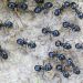 South Korea: Michelin-starred restaurateur faces jail for using ants as garnish South Korea: Michelin-starred restaurateur faces jail for using ants as garnish