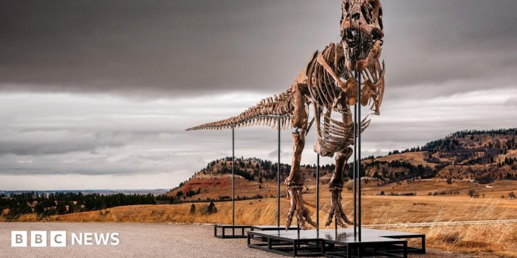 T. rex fossil could become most expensive dinosaur ever sold