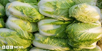 China probes use of formaldehyde to keep cabbages fresh China probes use of formaldehyde to keep cabbages fresh