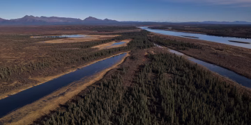 En el Ártico crece una exuberante jungla que llega hasta las rodillas, pero el calentamiento está cambiando el mini invernadero de la Tierra