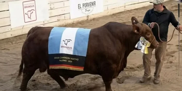Genética bovina: adquieren el 50% del Gran Campeón Brangus de Palermo por 165 millones de pesos Genética bovina: adquieren el 50% del Gran Campeón Brangus de Palermo por 165 millones de pesos