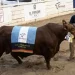 Genética bovina: adquieren el 50% del Gran Campeón Brangus de Palermo por 165 millones de pesos Genética bovina: adquieren el 50% del Gran Campeón Brangus de Palermo por 165 millones de pesos