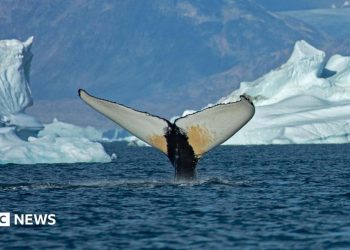 Giant whales move into Greenland waters as ice disappears