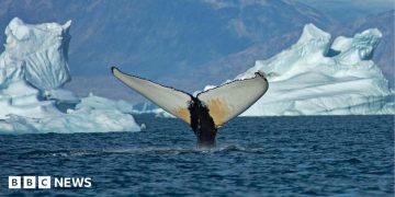 Giant whales move into Greenland waters as ice disappears