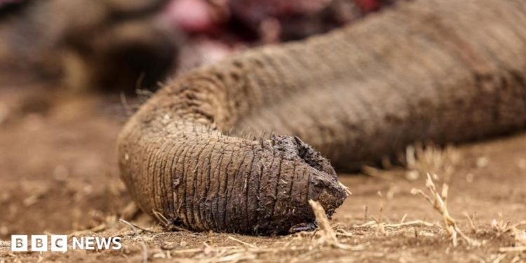 Kenya: Four arrested over suspected poisoning of elephants