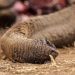 Kenya: Four arrested over suspected poisoning of elephants