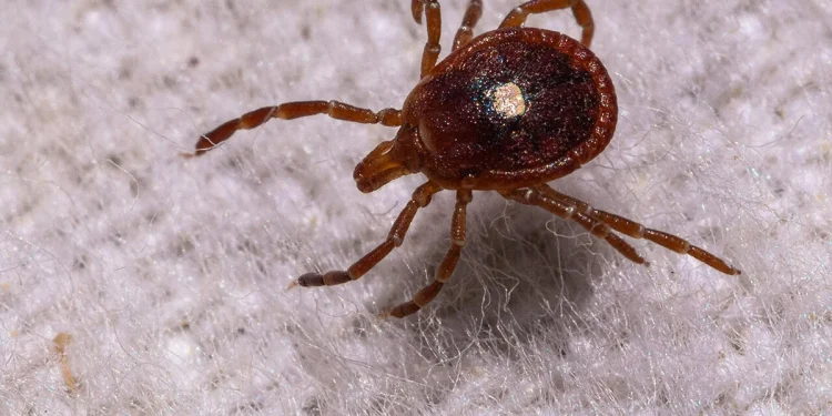La explosión de las garrapatas y el síndrome Alfa-gal