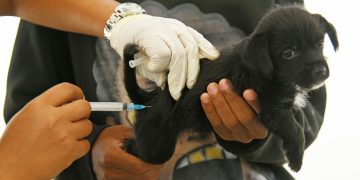 Ministerio de Salud vacuna más de cien perros y gatos durante... Ministerio de Salud vacuna más de cien perros y gatos durante...