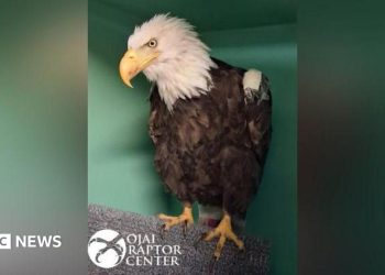Muere Jackie, el águila calva, tras semanas de cuidados intensivos