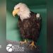 Muere Jackie, el águila calva, tras semanas de cuidados intensivos