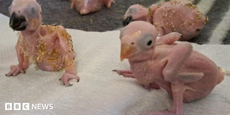 Parrot eggs hatch in South Africa after suspected Thai smuggler arrested at OR Tambo airport