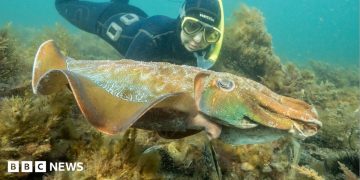Why Australia's giant cuttlefish mating season has gone silent