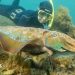 Why Australia's giant cuttlefish mating season has gone silent Why Australia's giant cuttlefish mating season has gone silent