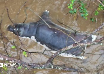 Anthrax outbreak: Zambians warned not to eat dead wildlife