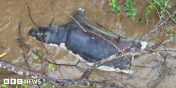 Anthrax outbreak: Zambians warned not to eat dead wildlife