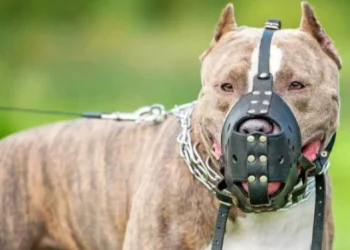 El Colegio Veterinario de Córdoba promueve la crianza responsable frente al proyecto contra perros peligrosos