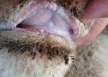 Experto en sanidad y producción animal alerta presencia enfermedad Lengua Azul en República Dominicana