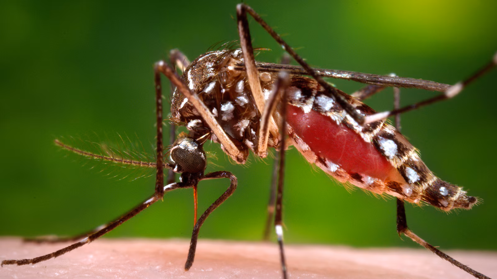 Florida confirma muerte por dengue mientras el estado lucha contra el reciente brote