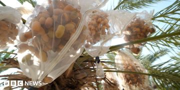 In West Bank, date farmers weigh impact of UK sanctions on Israeli settlers