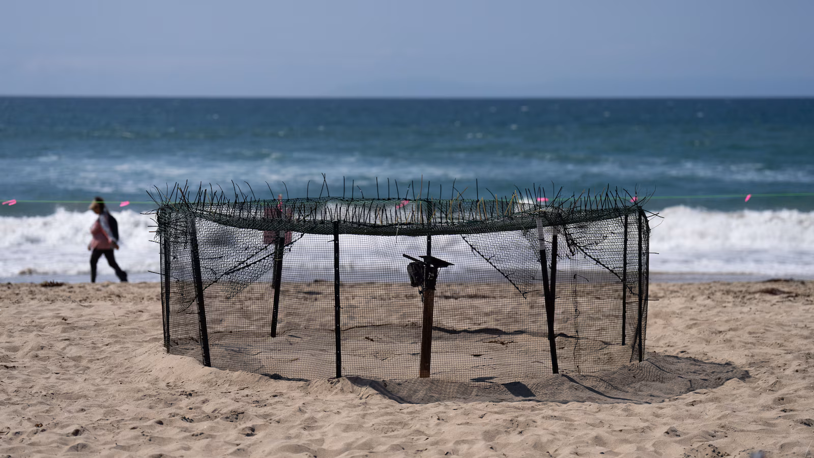 La agencia dice que los huevos de tortugas marinas depositados en las playas de California son los primeros en la costa oeste de EE. UU.